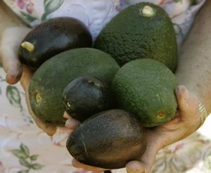 104622_avocado_MJB_